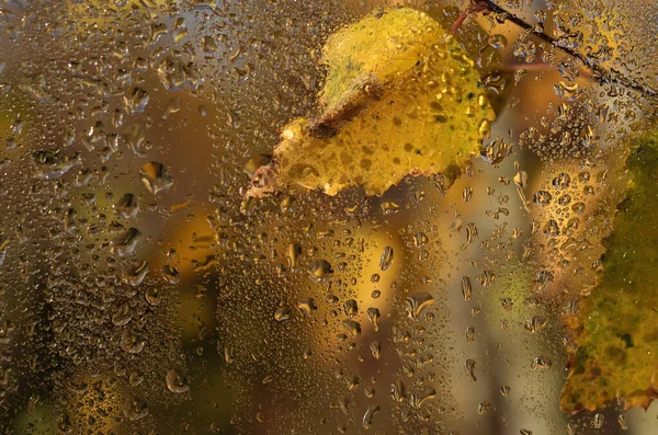 Κίτρινα Φθινοπωρινά Φύλλα Και Σταγόνες Βροχής Κοντά — Φωτογραφία Αρχείου
