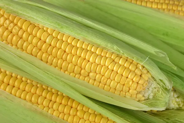 fresh corn with leaves agricultural products close-up