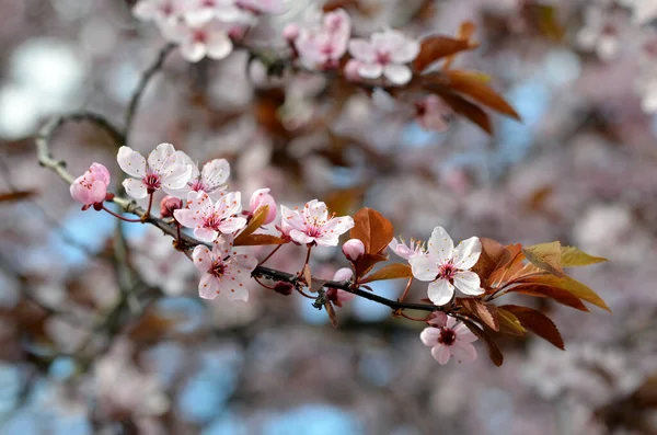 Parkta pembe taç yaprakları olan çiçek açan bir eriğin dalı