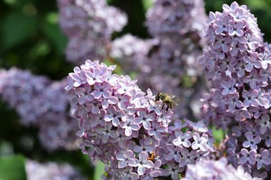 Mor bir leylak çiçeği görüntüsü