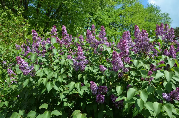 Bahçede yemyeşil çiçek açan leylak çalısı