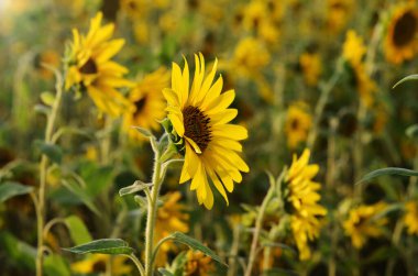 güneşli bir çiçek açan ayçiçeği alanıyla