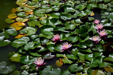pink water lilies in the pond clipart