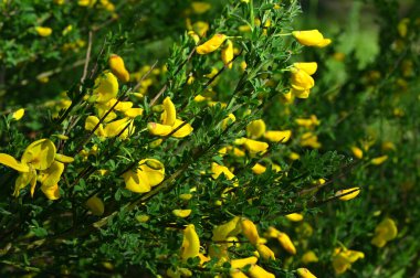 broom beautiful shrub with yellow flowers close-up