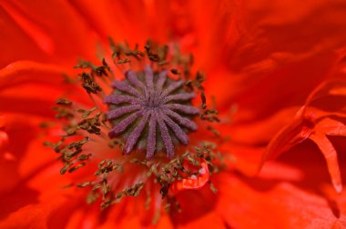 heart of garden poppy flower close up macro
