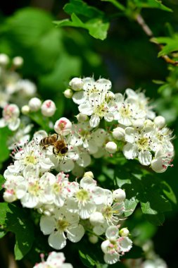 bee on white flowers of blooming hawthorn