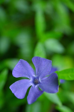 blue periwinkle flower macro image