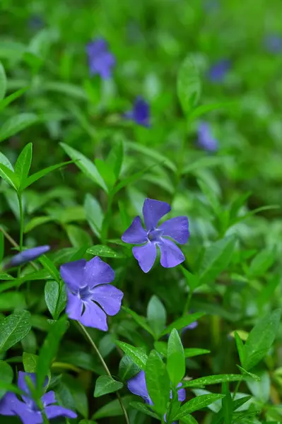 stock image blue flowers and green foliage periwinkle beauty of nature