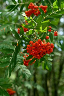 Rowan 'ın böğürtlen dalları birbirine yakın.