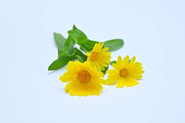 Beyaz arkaplanda sarı takvim çiçekleri