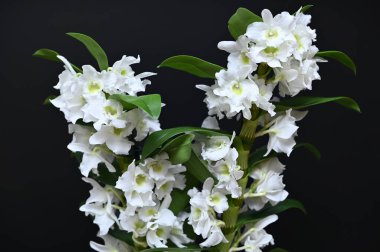 Siyah arkaplanda beyaz orkide çiçekleri.