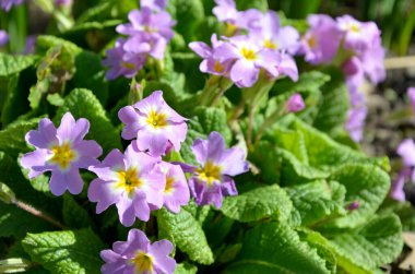 Erken bahar çiçekleri Mor çuha çiçeği yakın plan