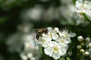 Beyaz dikenli çiçeklerden nektar toplayan bir arının makro görüntüsü