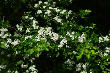 branches of blooming hawthorn with white flowers in the spring garden clipart