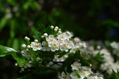 Beyaz dikenli çiçeklerin makro görüntüsü