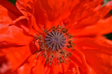 Haşhaş çekirdeği, erkek organlar ve kırmızı yapraklar yakın plan.