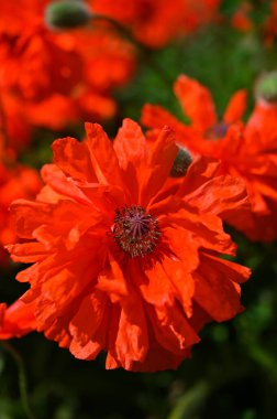 Yumuşak bahçe gelincikleri, kırmızı çiçekler, yakın plan.