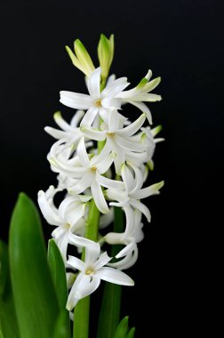 Siyah arkaplanda beyaz sümbüller açıyor.