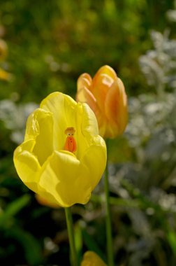 İçinde oyuncak olan lalenin orijinal görüntüsü bir çiçek perisini gösteriyor.