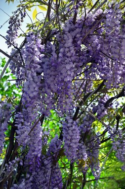 Mor çiçekli salkımın dalları