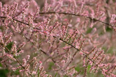 Çiçek açan tamarisk ağacının dalları
