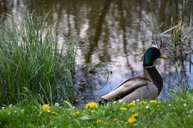 Parktaki nehir kıyısındaki güzel Drake.