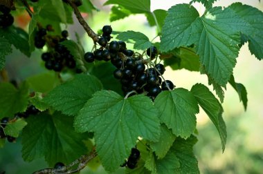 Bahçedeki olgun siyah kuş üzümü sürüleri yakın.
