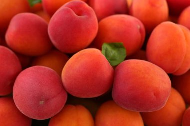 Bir sürü taze kayısı. Meyve yakın plan.