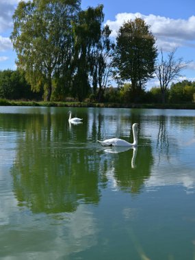 Yaz parkındaki bir göldeki kuğuların romantik görüntüsü