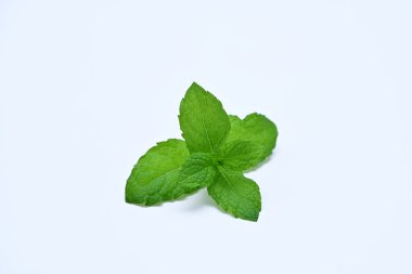 Beyaz arka planda izole edilmiş taze nane filizi. 