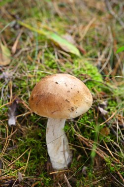 Yosun ve otların arka planında güzel bir mantar mantarı. Yaklaş.