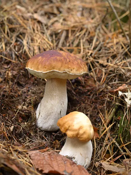 Yerde iki mantar var. Yakın plan.