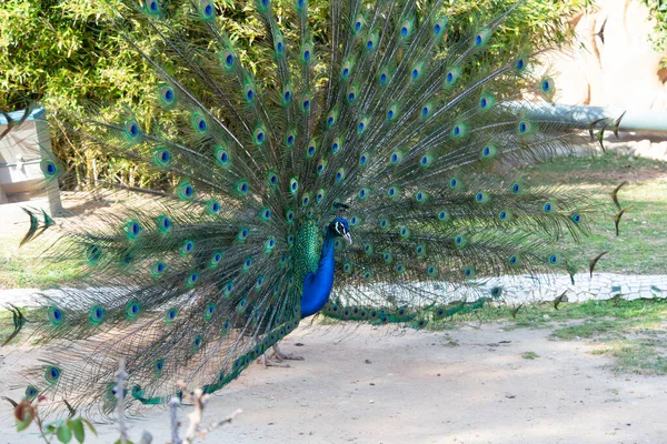 Peacock Magnificent Open Tail Different Colors Park Shade Beautiful Birds — Stock Photo, Image