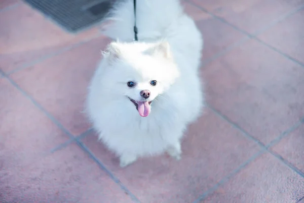 带着皮带的纯种纯种的 滑稽的 纯种的 白色的飞溅犬 带着微笑 选择性地看着摄像机 — 图库照片