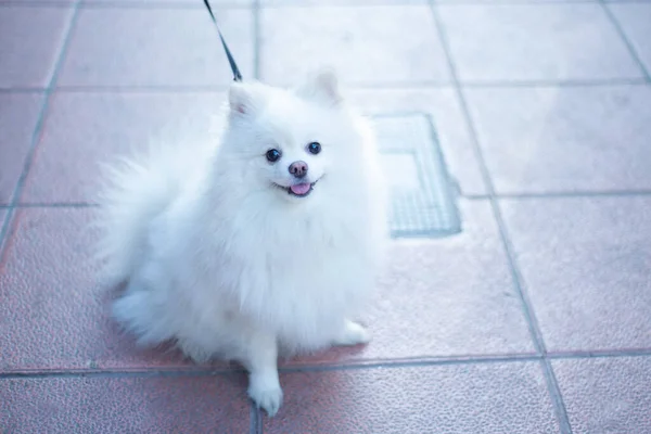 stock image funny thoroughbred purebred white spitz dog on a leash, sitting, looking at the camera with an open mouth smiling,selective focus