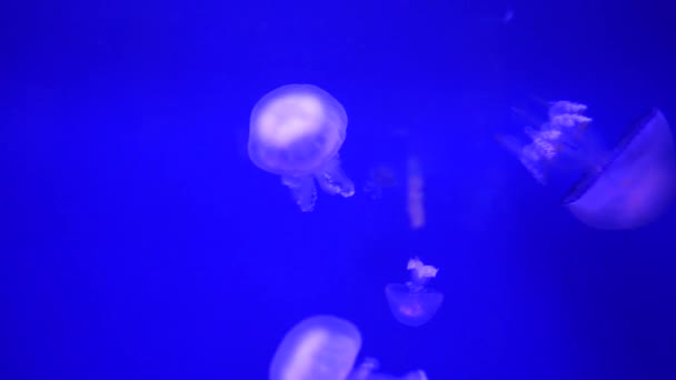 해파리의 움직임을 명상을 부드러운 보호기의 속에서 줍니다 아름다운 해파리 — 비디오
