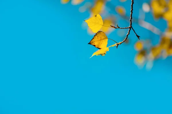 青空の背景と焦点から黄色い葉のスポットに対して 秋の黄色い枝に葉 — ストック写真