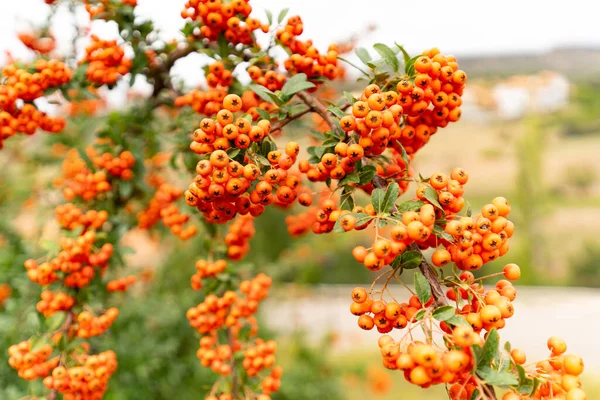 Beautiful Autumn Background Wall Picture Photo Wallpaper Orange Berries Branches — Stock Photo, Image