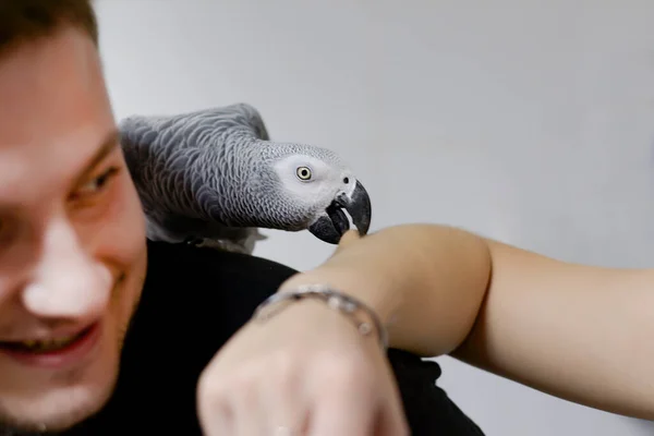 A large African parrot sits on the shoulder of a young laughing man and bites the hand of another person in a home interior. Love between man and animals, caring for a pet. Playing with a bird.