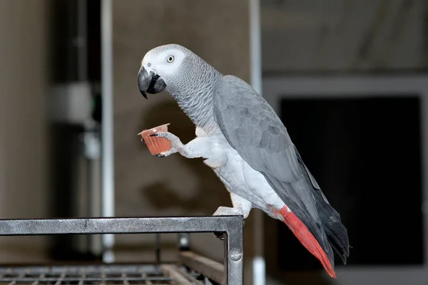 A large African gray parrot sits on top of the outside of the cage and holds a glass of jelly with its paw and eats with its beak. Funny pets in the process of eating. zoo in the house. bird eating.