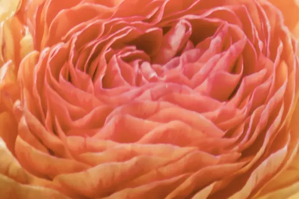 Blurred background of beautiful lines of petals of an open ranunculus flower in the color of 2024 apricot crash, top view, close up.