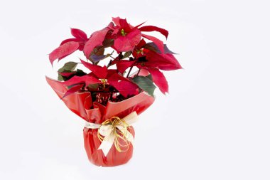 Kırmızı noktalı çiçekler altın parıltılarıyla serpilmiştir. Geleneksel ev bitkisi, Noel için dış dekorasyon yay ile tatil paketinde, beyaz üzerine izole.