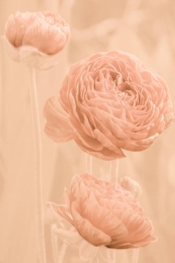 Kayısı rengi ranunculus çiçekleri ve tomurcukları kayısı ezme renginin arka planında. 2024 şeftali tüyü renginde narin çiçek arkaplanı