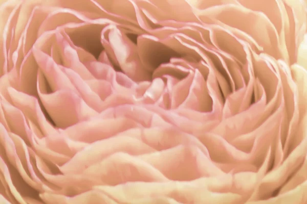 Blurred background of beautiful lines of petals of an open ranunculus flower in the color of the year 2024 peach fuzz or apricot crash, top view, close up.Pantone 2024.