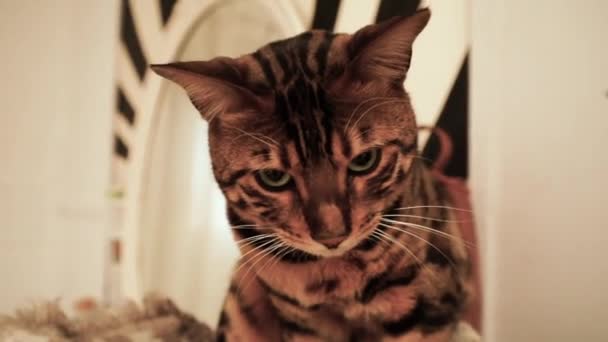 Γάτα Της Βεγγάλης Κοιτάζει Γύρω Της Ένα Εσωτερικό Σπίτι Τρέμει — Αρχείο Βίντεο