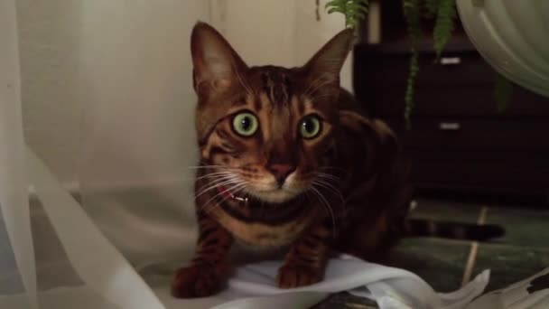 고양이는 어두운 곳에서 헛간에서 주위를 봅니다 벵골어 고양이의 얼굴의 클로즈업 — 비디오