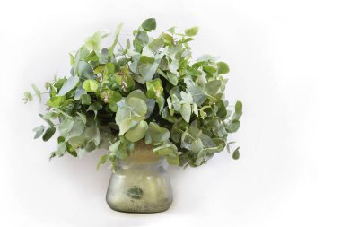 Bouquet of eucalyptus branches in a glass vase, isolated on white. A fragrant gift for health.home interior decor from eucalyptus.
