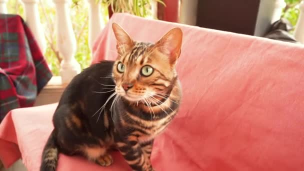 Бенгальський Кіт Уважно Оглядається Сидить Дивані Терасі Крупним Планом Тварина — стокове відео
