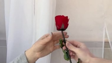 Bir erkek bir kadına kırmızı bir gül verir. Aşkın sembolik bir jesti. Aşıkların elleri gülle hareket ediyor. Çiçek satmak
