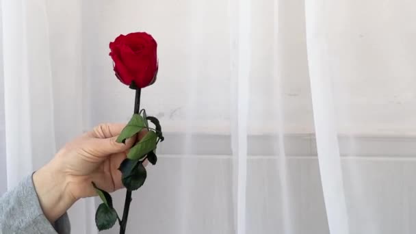 女性の手は 透明なカーテンを開発する白の背景に対して赤いバラを保持しています 安定した保存された花の販売と購入 女性のための贈り物としての花 — ストック動画